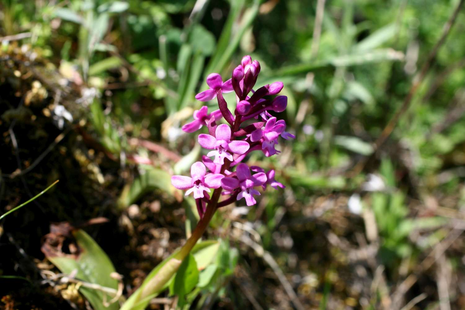 Da identificare: Orchis brancifortii, Pazzano (RC, Calabria)